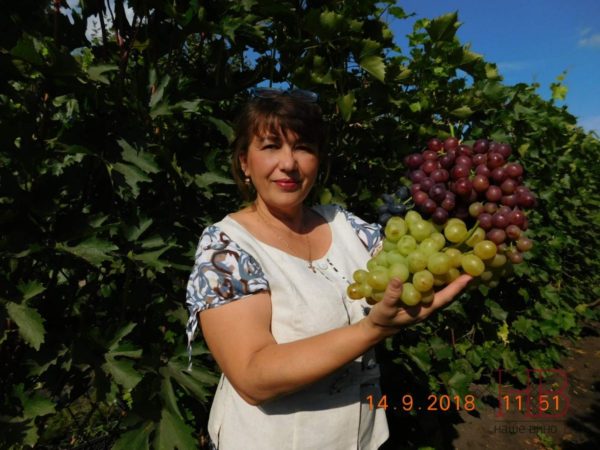 Урожай столового винограда в фермерском хозяйстве Салминых под Самарой