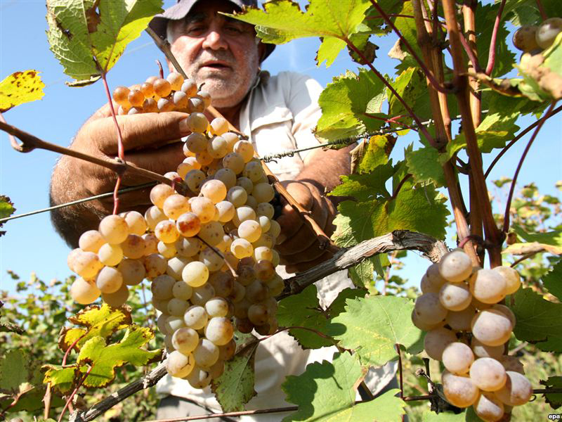 Нынешнее возрождение виноградарства в объединении Астраханская сады