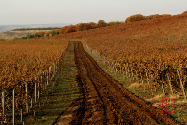 Виноградники раскинулись на плато в глубине Качинской долины