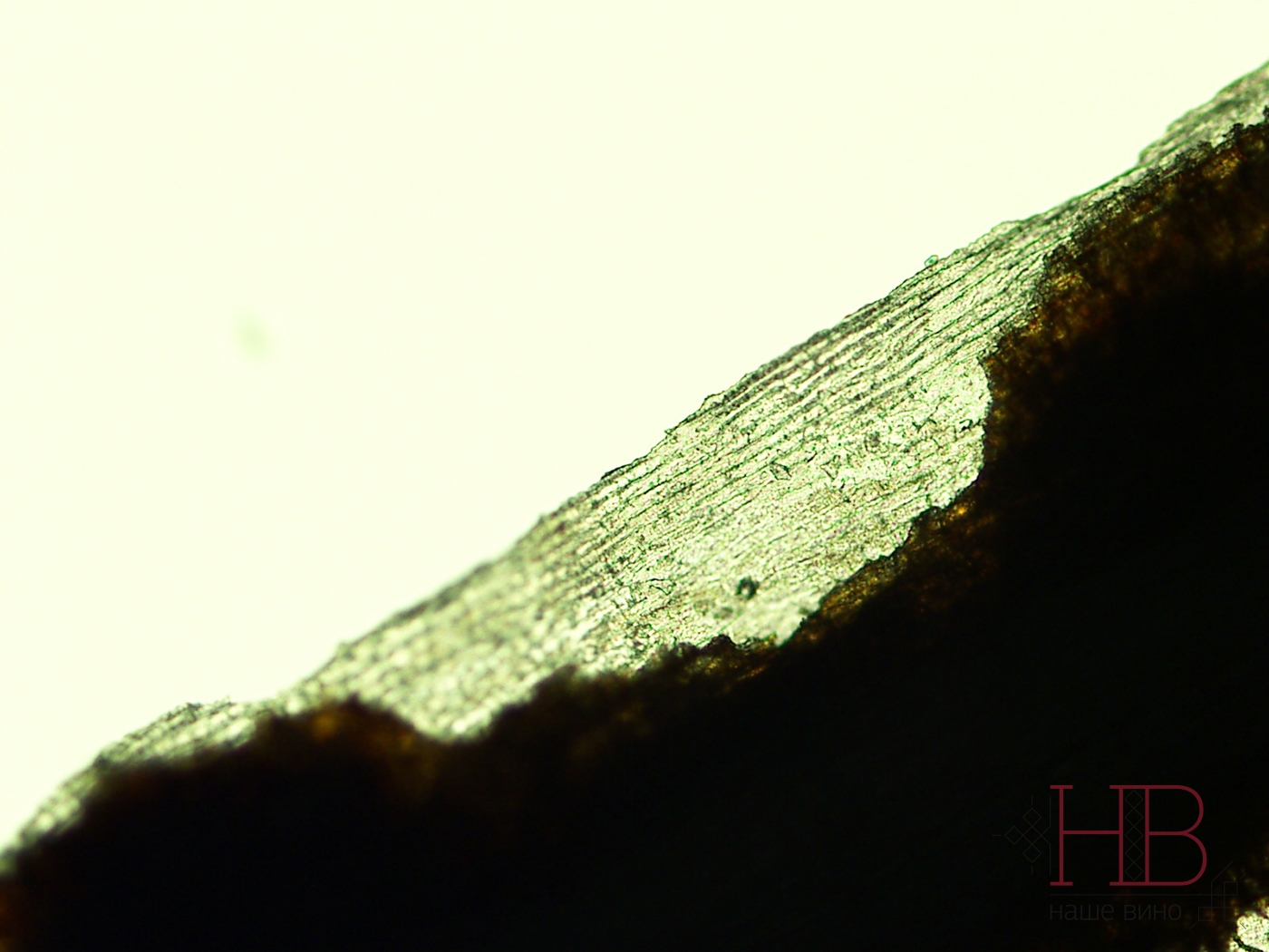 Пленка на коре лозы под микроскопом