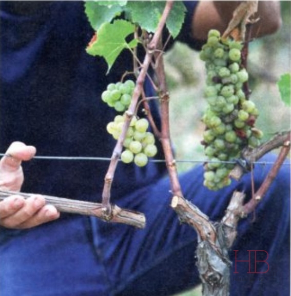 Рис. 1. Техника двойного созревания винограда. Часть двухлетней лозы отрезается от куста. Справа гроздь подвяленная, слева – обычная. Источник: журнал La Vigne, 2012, № 246