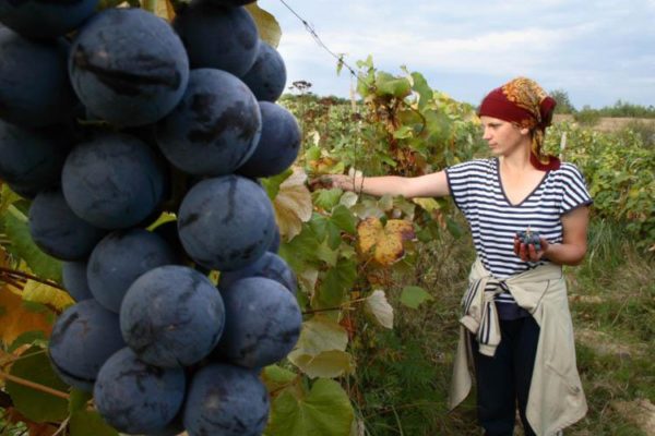 Виноград теперь можно купить в пределах одной географической зоны