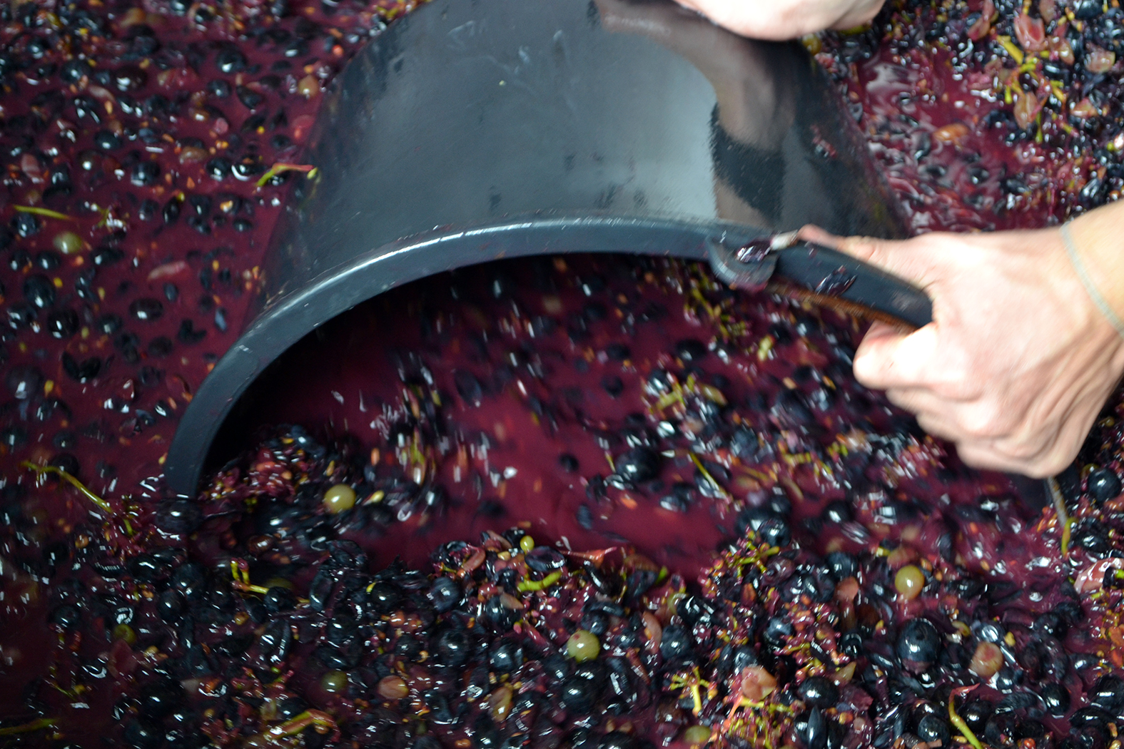 Полученное виноградное сусло пойдет на производство граппы, которую гости смогут отведать на празднике Урожая в следующем году.